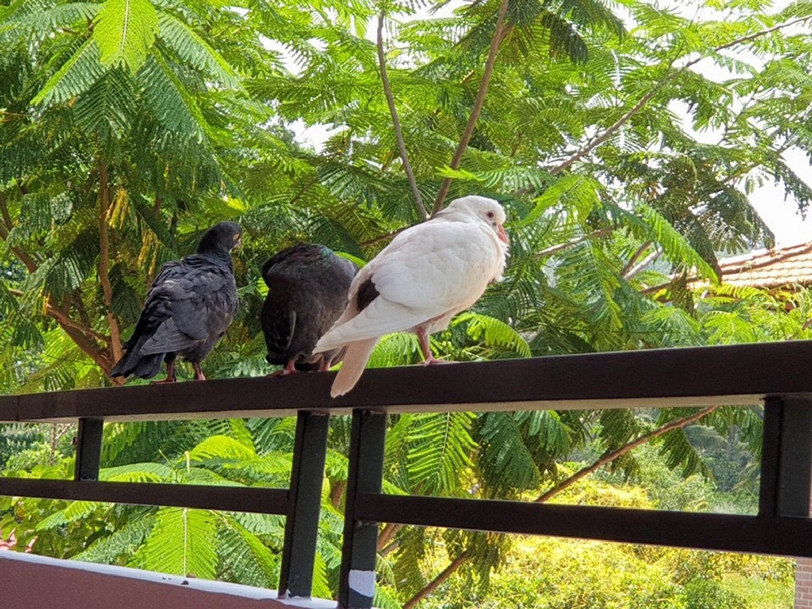 Countryside Phu Quoc Resort Zewnętrze zdjęcie
